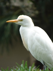 cattle egret closeup