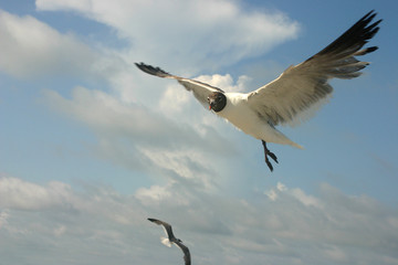 Fototapeta premium flying