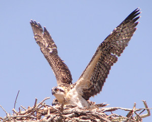 osprey in a nest