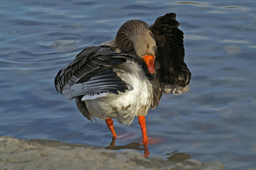 domestic goose preening