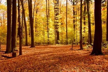 Fensteraufkleber Herbstwaldlandschaft © Elenathewise