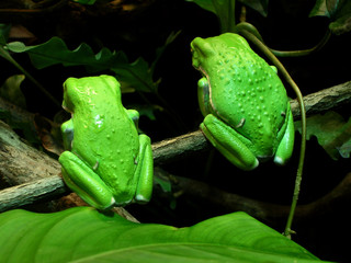 twin tree frogs from back (waxy monkey tree frogs)