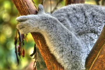 koala paw