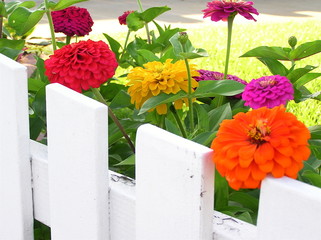 zinnias