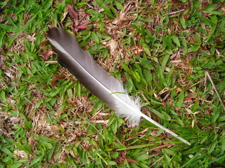 single feather
