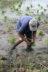 rice farmer