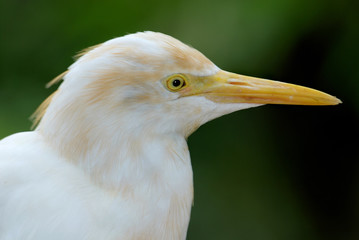 bird portrait