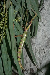 eurycnema goliath