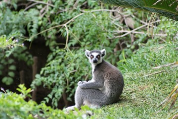 lemur catta