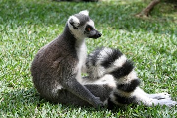 lemur catta