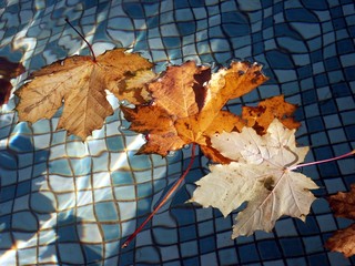 floating autumn