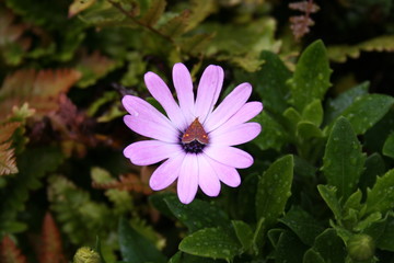 Obraz premium small butterfly on pink flower