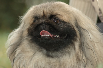 pekinese dog portrait