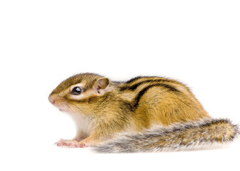 ecureuil - chipmunk ou écureuils d'eurasie