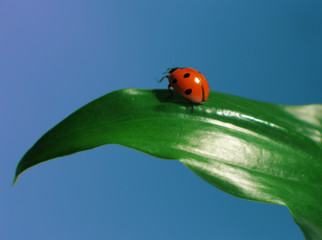 coccinelle sur feuille verte