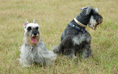 schnauzers