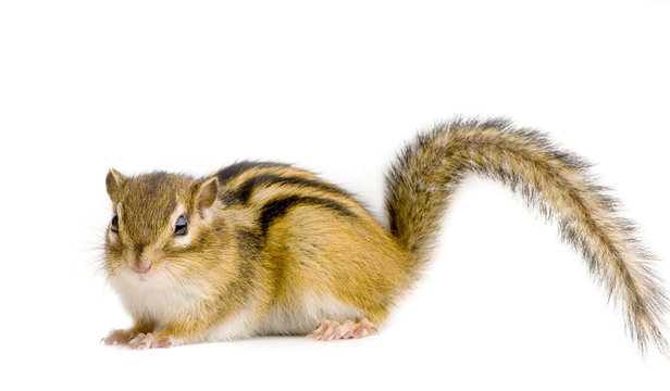ecureuil - chipmunk ou &eacute;cureuils d'eurasie