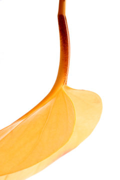 goldene wippe