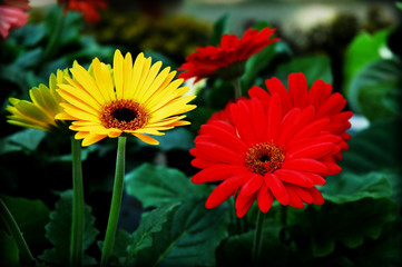 flowers