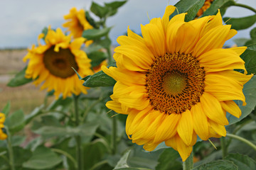 sun flowers