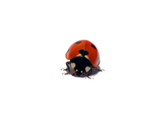 coccinelle