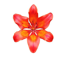 tiger lily 5