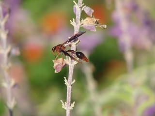 reddish wasp