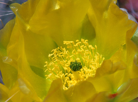 Yellow Cactus Flower 1