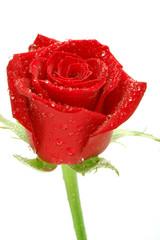 rose rouge et perles d'eau