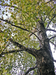 crown of birch tree