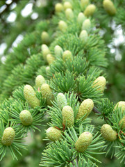 pinecones02