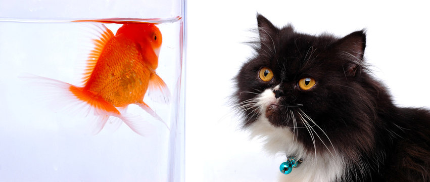 Cat Looking At Gold Fish