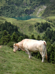 Fototapeta na wymiar vache au lac de bordères