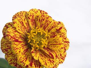 red-yellow flower 8
