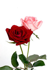 Naklejka premium roses