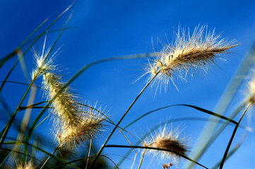 Obraz premium france, normandie: vegetation