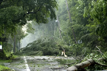  storm damage © Warren Rosenberg