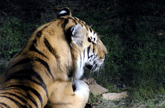 tiger 1