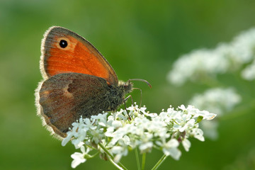 butterfly on the white flowers