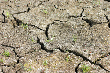 dry ground