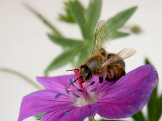 bee