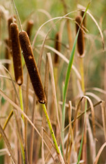 cattail