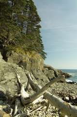 Fototapeta premium driftwood on a maine beach