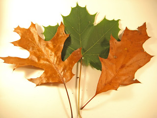 three autumn leaves