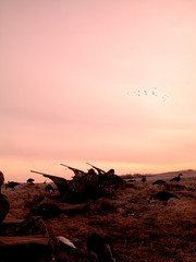 Goose hunters in Canada leave their blind at sunrise to open fire as a flight of birds comes in.