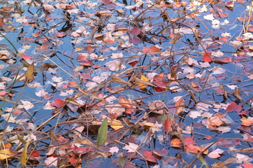 colorful fall leaves in a small pond