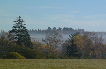 foggy misty evening and fall colored trees in main