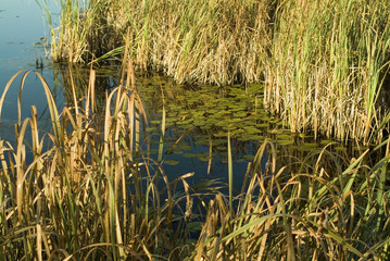 lilly pads in pond with tall grass at sunrise
