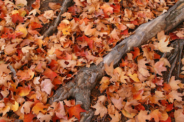 red oak leaves and roots