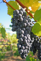 blue grapes in autumn